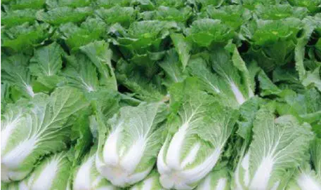 蔬菜配送了解大白菜結(jié)球期的肥水運(yùn)籌